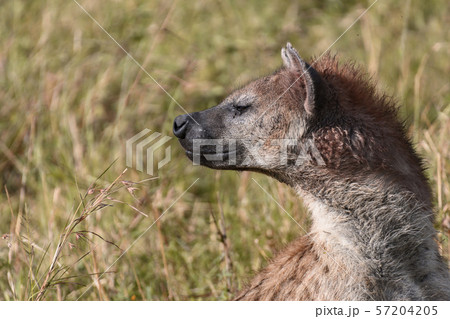 Spotted hyena in Masai Mara ,Kenya. Spotted hyena in Masai Mara ,Kenya. 57204205