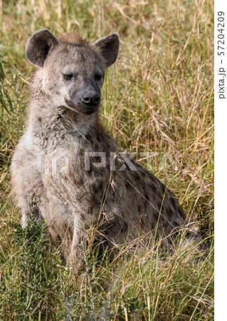 Spotted hyena in Masai Mara ,Kenya. 57204209