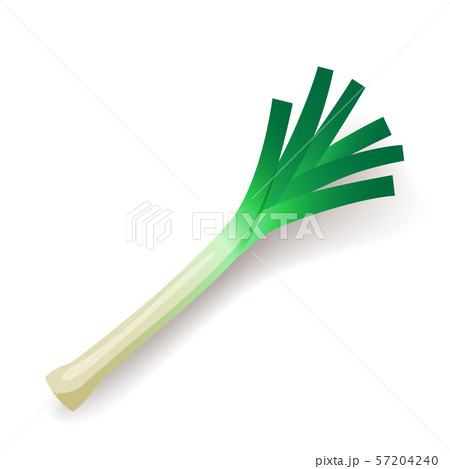 Green leek icon isolated, organic healthy food, fresh leaf, vegetable, vector illustration. 57204240
