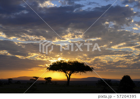 Sunset view in savannah Masai mara ,Kenya. Sunset view in savannah Masai mara ,Kenya. 57204395