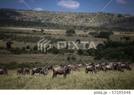 View of Wildebeests in grassland Masai Mara ,Kenya. 57205048