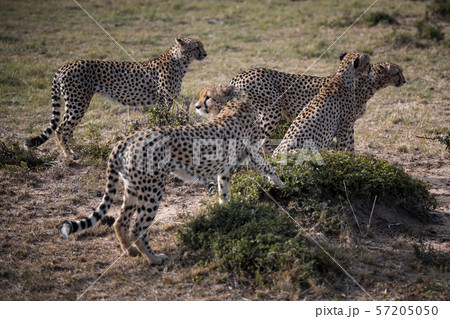 Four Cheetah brothers in Masai Mara ,Kenya. 57205050