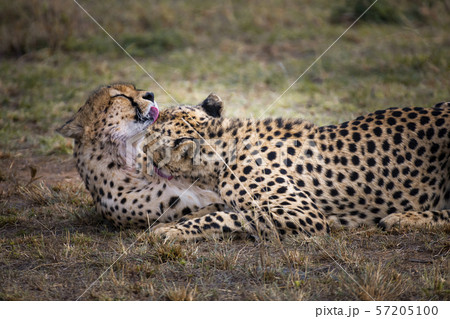 Two Cheetah brothers in Masai Mara ,Kenya. Two Cheetah brothers in Masai Mara ,Kenya. 57205100