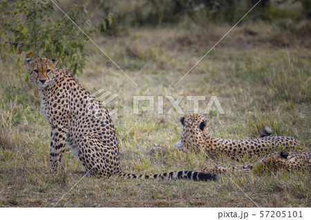 Two Cheetah brothers in Masai Mara ,Kenya. Two Cheetah brothers in Masai Mara ,Kenya. 57205101