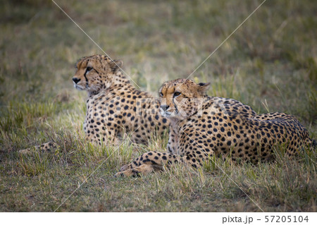 Two Cheetah brothers in Masai Mara ,Kenya. Two Cheetah brothers in Masai Mara ,Kenya. 57205104
