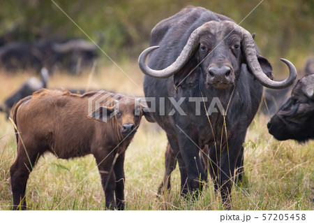 African buffalo with beautiful horn in Masai Mara ,Kenya. 57205458