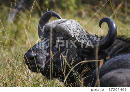African buffalo in Masai Mara ,Kenya. African buffalo in Masai Mara ,Kenya. 57205461