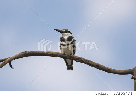 Pied kingfisher on branch Masai Mara ,Kenya. 57205471