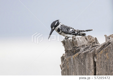 Pied kingfisher on branch Masai Mara ,Kenya. Pied kingfisher on branch Masai Mara ,Kenya. 57205472