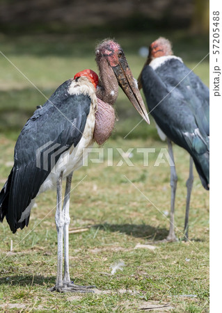 Marabou stork in Lake Naivasha ,Kenya. 57205488