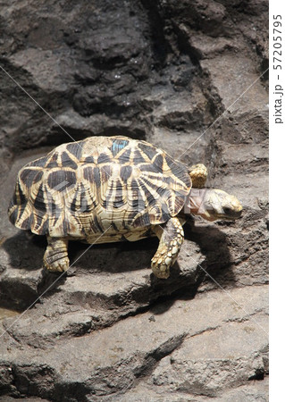 陸ガメ 57205795