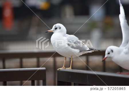 公園のユリカモメ 公園のユリカモメ 57205865
