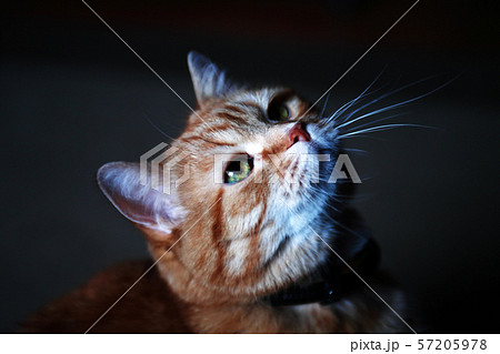 Ginger Cat Portrait 57205978