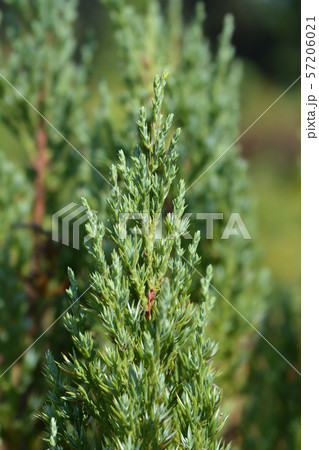 Juniper Stricta Juniper Stricta 57206021