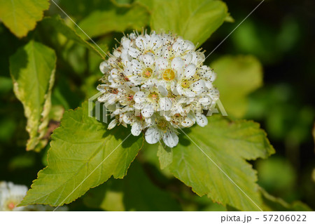Ninebark Luteus Ninebark Luteus 57206022