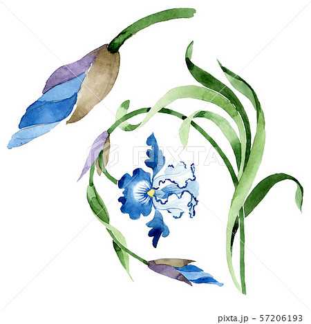 Ornament floral botanical flowers. Watercolor background illustration set. Isolated flower 57206193