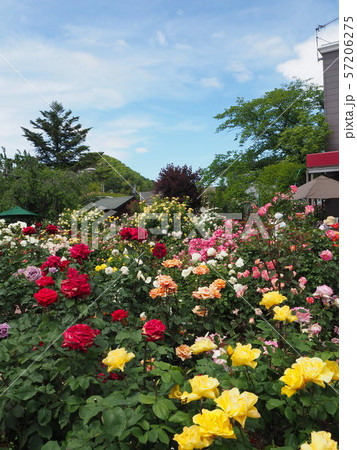 薔薇 薔薇 57206275