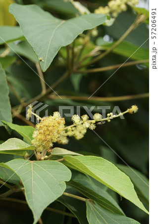 アカメガシワの花 57206491