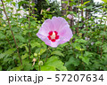 Closeup of rose of sharon flower 57207634