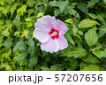 Closeup of rose of sharon flower 57207656