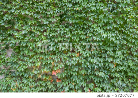 green leaves background 57207677