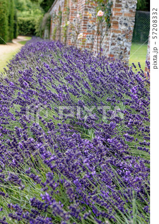 Lavender meadow in the garden Lavender meadow in the garden 57208332