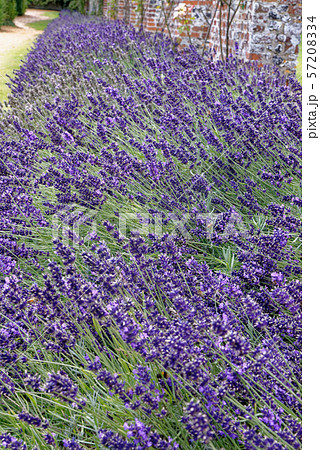 Lavender meadow in the garden 57208334