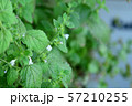 ハーブ 57210255