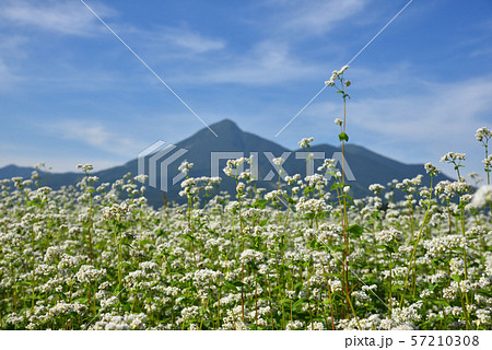 磐梯山と蕎麦畑 57210308