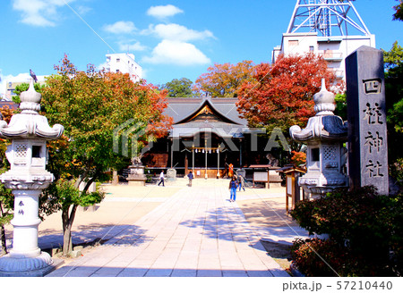 【長野】秋の松本　青空と紅葉が進む四柱神社 57210440