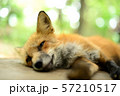 寝ている狐 57210517