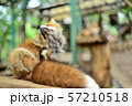 体をかいている狐 57210518