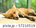 寝ている狐 57210519