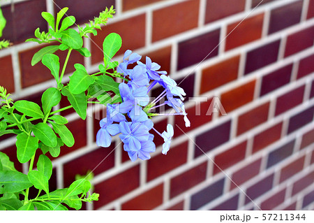 花とレンガ 花とレンガ 57211344