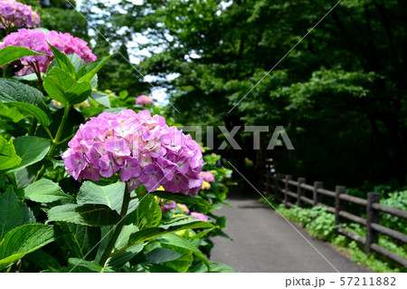 別府 神楽女湖湖畔のアジサイの咲く道 別府 神楽女湖湖畔のアジサイの咲く道 57211882
