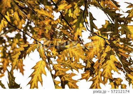 the oak leaves begin to change color the oak leaves begin to change color 57212174