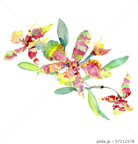 Orchid bouquet floral botanical flowers. Watercolor background illustration set. Isolated orchid 57212576