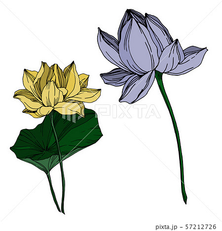 Vector Lotus floral botanical flowers. Black and white engraved ink art. Isolated lotus illustration 57212726