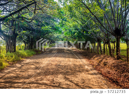 Road in Corcovado, Costa Rica 57212735