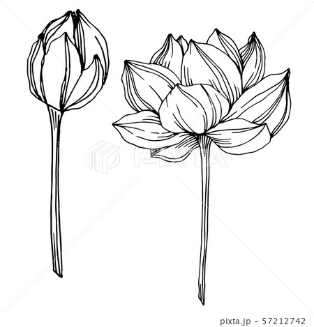 Vector Lotus floral botanical flowers. Black and white engraved ink art. Isolated lotus illustration 57212742