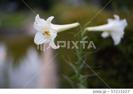 白百合 白百合 57213227