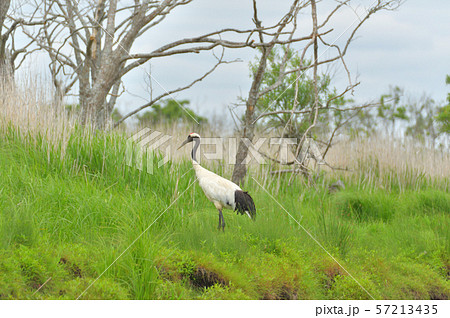 丹頂鶴 57213435