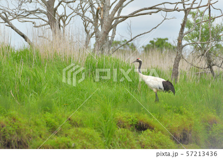 丹頂鶴 57213436