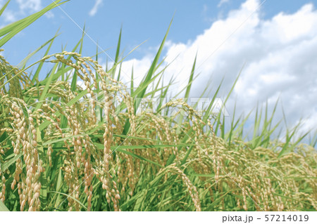 夏の稲 (8月末) 夏の稲 (8月末) 57214019