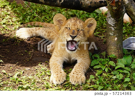 ライオンの赤ちゃんl09 あくび の写真素材