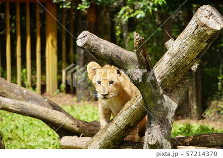 ライオンの赤ちゃんl07 狩り の写真素材