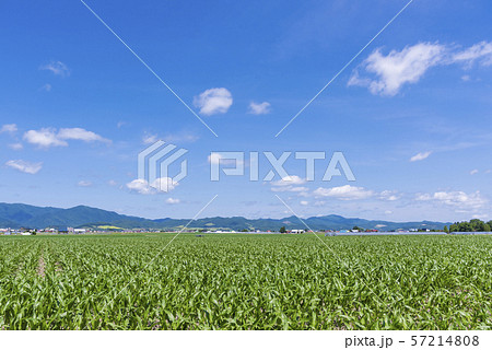 富良野 穀倉地帯を行く 57214808