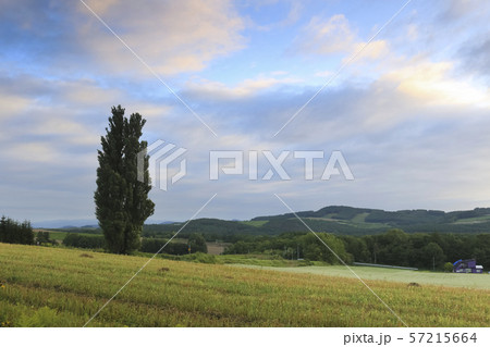 北海道　美瑛の風景　ケンとメリーの木 57215664