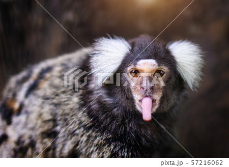 Portrait of white tufted-eared marmoset Portrait of white tufted-eared marmoset 57216062