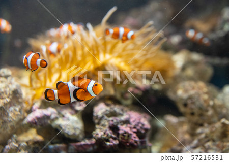 イソギンチャクと共棲するカクレクマノミ 57216531